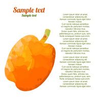 Watercolor peach on a white background