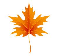 Autumn maple leaves isolated on white Vector N2