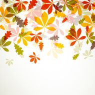 Vector autumn leaves N25