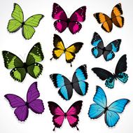 Butterflies N103