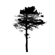 Tree Silhouette Isolated on White Backgorund Vecrtor Illustrati N62
