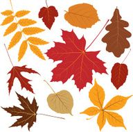 Colored Leaves N3