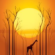 Dried trees in sunset