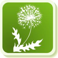Dandelion icon N2