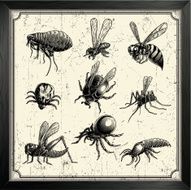 vector insects