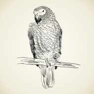 Parrot N33