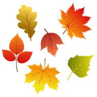 Set of vector autumn leaves