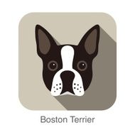 Boston terrier dog face portrait flat icon design