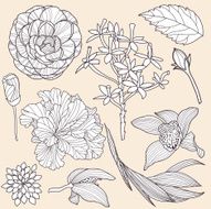 Set of vector tropical flowers N4
