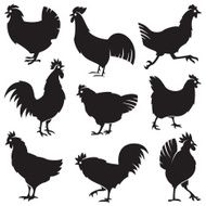 chicken collection