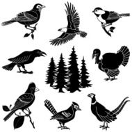 woodland birds
