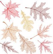 Autumn leaves with vein