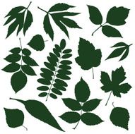 green leaves N13