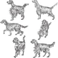 Irish Setter