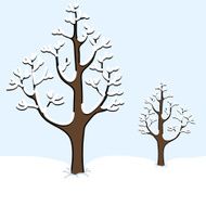 Winter Trees N21