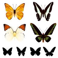 butterfly set N16