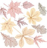 Autumn leaves with vien