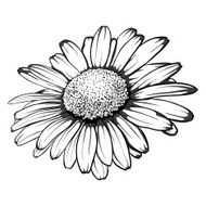 black and white daisy flower isolated