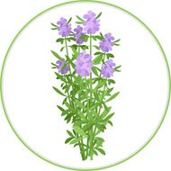 Hyssop Bunch
