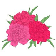 beautiful bouquet of pink peonies with green leaves N2