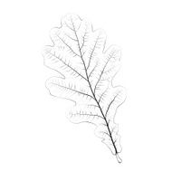 Isolated vector monochrome oak leaf