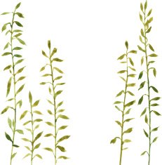 Silhouettes of flowers and grass N70