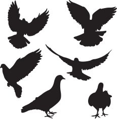Pigeon silhouettes N5