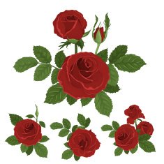 Pink roses bouquet with leaves N4