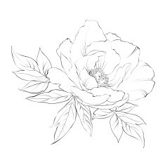 Ink Painting of Peony isolated on white