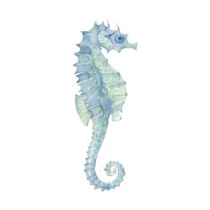 Sea horse isolated on a white background Vector