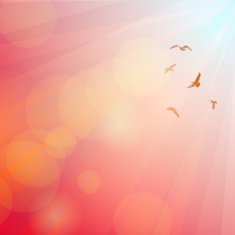 Birds seagulls silhouette in the rays pink background sunset dawn N2