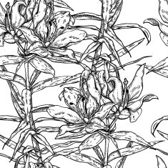 Seamless pattern of beautiful lilies monochrome N2