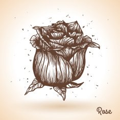 Hand drawn rose N6