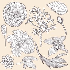 Set of vector tropical flowers N4
