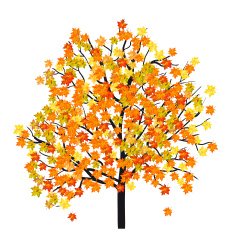 Autumn Maple Tree N8