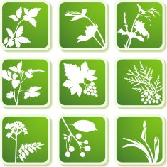 Summer plants icons