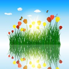 Tulips in grass with reflection water