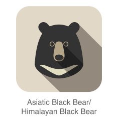 Asiatic black bear face flat icon design Animal icons series N2