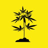 marijuana Cannabis icons vector illustration eps 10 N6