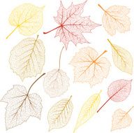 Transparent Leaves N4