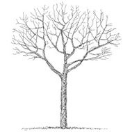 Bare tree N4