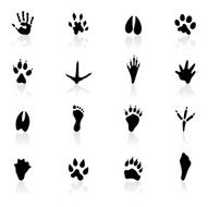 Black Symbols - Animal Tracks