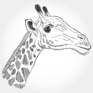 giraffe isolated black contour on white background Sketch hand-drawn N2