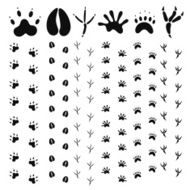 Paw Print N17
