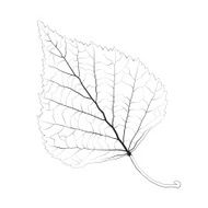 Isolated vector monochrome birch leaf