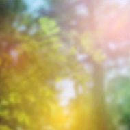 summer design forest trees nature green wood sunlight background Vector