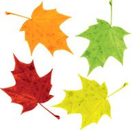 set of silhouettes by maple leaves N2