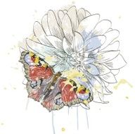 butterfly and daisy