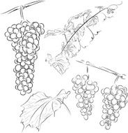 grape N18