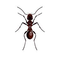 ant N9
